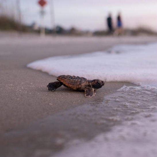 HHI Sea Turtle Instagram