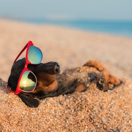 pet friendly vacation rentals on Hilton Head Island SC