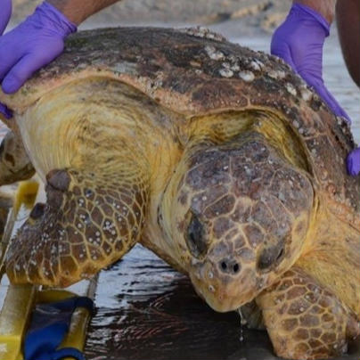 You Tube - Sea Turtle Patrol